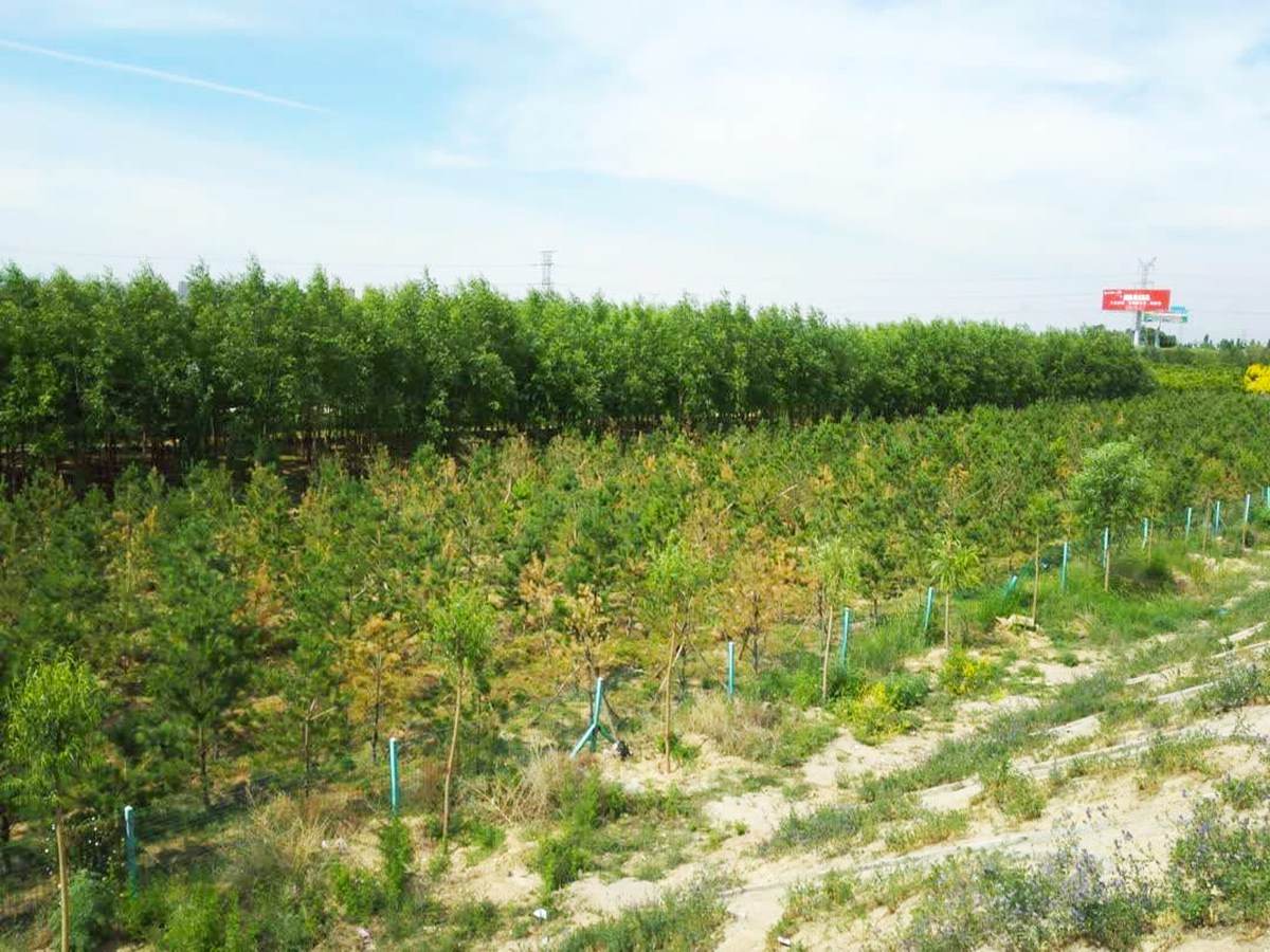 青山區G6高速公路生態環境綜合整治工程